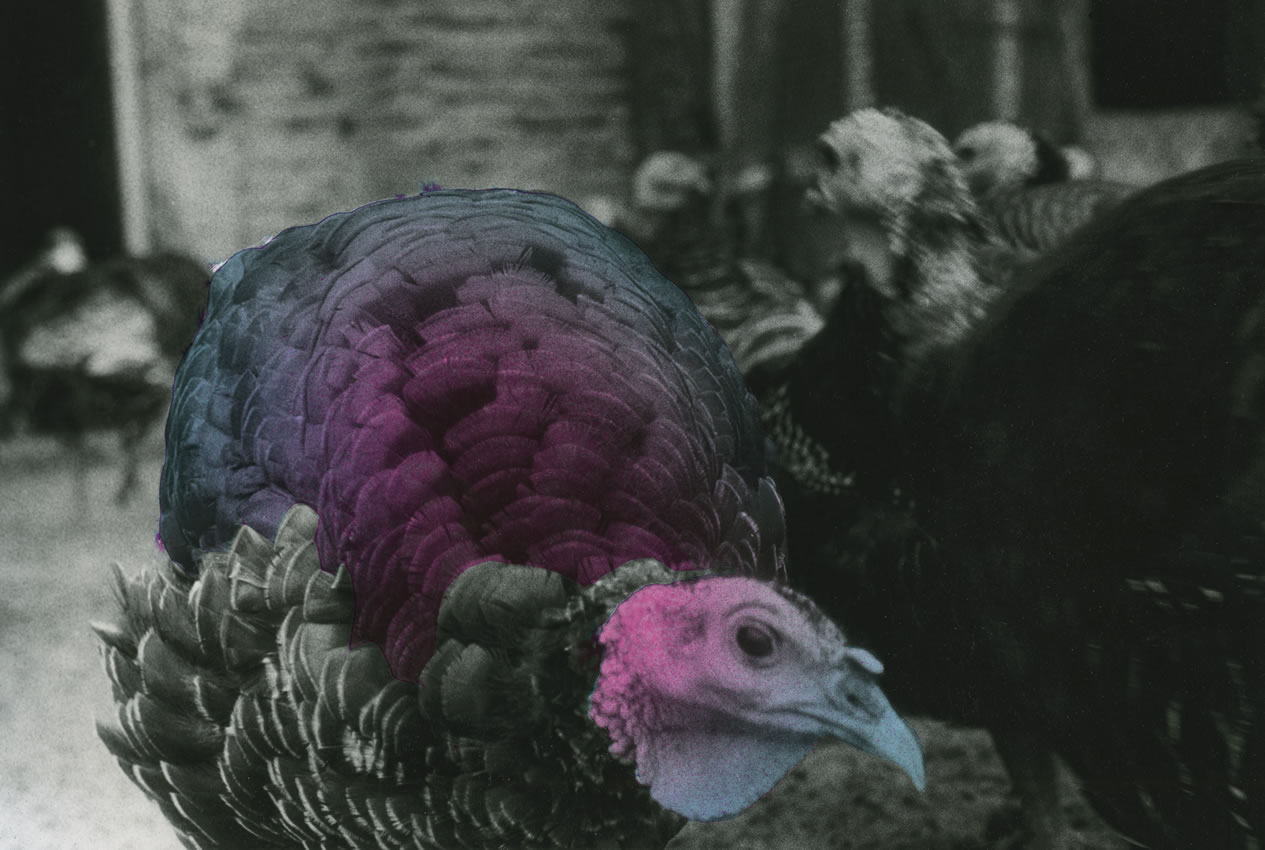 immagine colorate - foto3